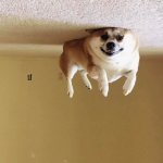 dog balloon.jpg